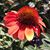 Denise Coppersmith's profile image