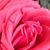 Shirley Swaim's profile image