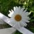 Vicki Sue Balas's profile image