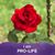 Beverly Poole Slaydon's profile image