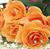 Farhana Smrite's profile image