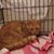Suzette Sundae's profile image