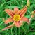 Julie Hiatt-Bridges's profile image