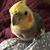 Sarah Wurm's profile image
