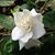 Donnelle Andrews's profile image