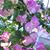 Carol Lovett Scott's profile image