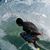 Wade Asato's profile image