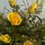 Jan Lancaster Ingison's profile image