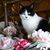 Angela J Fellrath's profile image