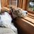 Sharon Fischer Osborn's profile image