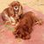 Suzi Johnson's profile image