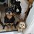 Yvonne Proul Hufford's profile image
