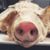 Craig Wolsk's profile image