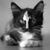 Shannon Willson's profile image