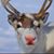 Renee Cousson Laseter's profile image