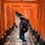 Tuan Kiet's profile image