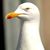 Chava Noriega's profile image