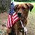Dawn Paws's profile image