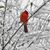 Becky Borchardt's profile image