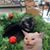 Toni Mccue's profile image