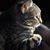 Karen Creekwolf's profile image