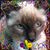 Gina Lyn Clement's profile image