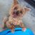 Conni Pastor Ryon's profile image