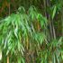 MARCELLA L.'s profile image