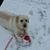 David Pizzola's profile image