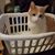 Karon Matschi's profile image