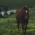 Andrea Sisson's profile image