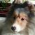 Dora Senich's profile image