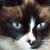 Diana Dupree Johanson's profile image