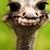 Alex Zarate's profile image