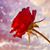 Dino Mohan's profile image
