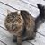 Margaret DeRouleaux's profile image