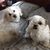 Debi Hirth's profile image