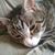 Theresa Lybrook Gilmore's profile image