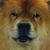 Patrizia Bernardelli's profile image