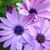 Caryle Johnson's profile image