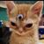 Chris Pixi Smith's profile image