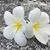 Linda Ahrendt Goltry's profile image