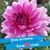 Diane Radischat's profile image