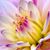 Anisa Amin Tola's profile image