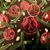 Anthony Piccirillo's profile image
