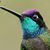 Stacey Shanks's profile image