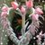 Susan Tyree's profile image
