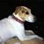 Shadrach Jabri's profile image