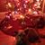 Diane Bowen Fallon's profile image