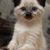 Malak Charifi Alaoui's profile image